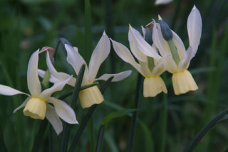 Narcissus 'Chipper' bestellen